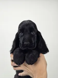 Английский кокер-спаниель - Spirit Of Midnight