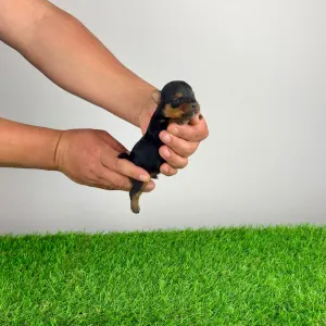 Jorkšírský teriér - Wichtel