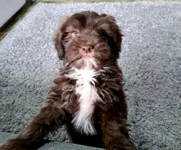 Maltipoo - Csoki