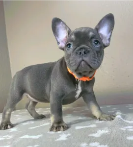 Buldog francuski - Liza