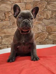 Französische Bulldogge - Bobi
