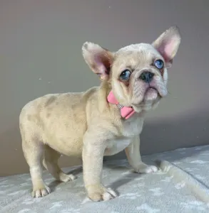 Francouzský buldoček - Georgina 
