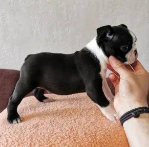 Boston Terrier - Wide Wings Black