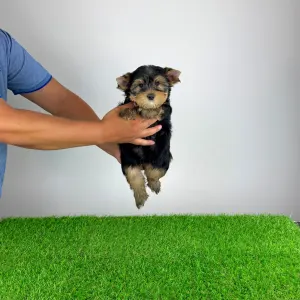 Yorkshire Terrier - Ziggy