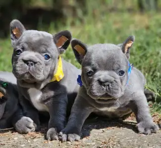 Bouledogue français - Pubi
