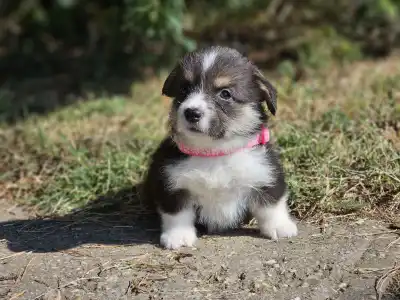 Welsh Corgi Pembroke - Léna