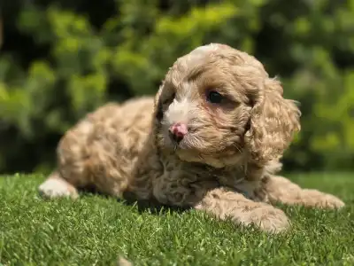 Cavapoo - Terence