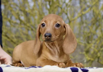 Dackel - Hug Me Strongly Mr.pongo