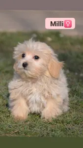 Maltipoo - Milli