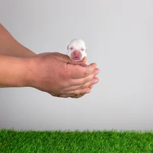 West Highland White Terrier - Hobo