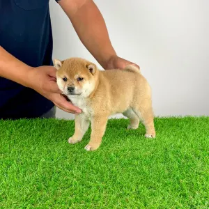 Shiba Inu - Vana