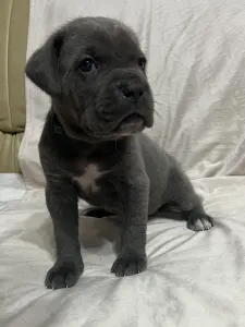 Cane corso - Abigél