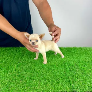 Chihuahua - Pinky