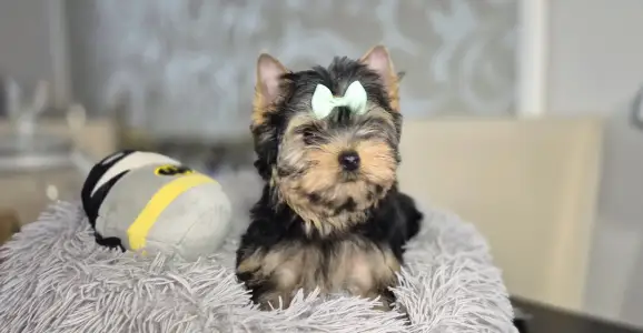 Yorkshire Terrier - Batman Of Midsummer Nights Miracle 
