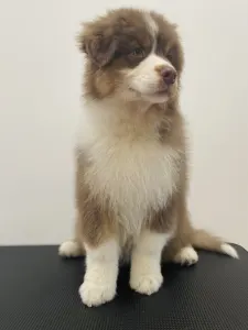 Ausztrál juhászkutya - Honour For The Brave Toronto Raptors