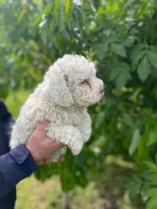 Romagna Water Dog - Aida