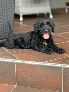 Portugiesischer Wasserhund - Bailey