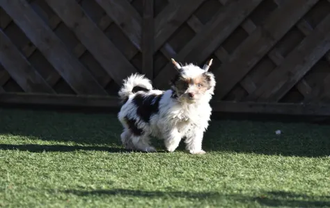 Biewer Terrier - R Orient