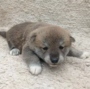 Shiba - Scamp Crowd F.