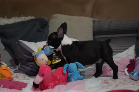 Boston Terrier - Táncos ( Dancer )