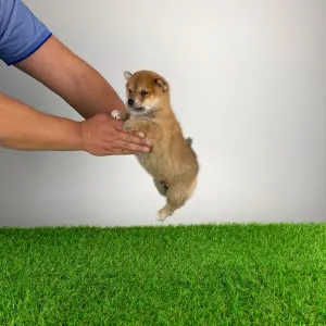 Shiba - Luigi