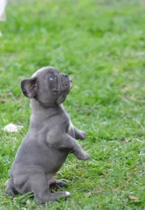 French Bulldog - Magnus