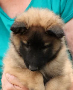 Belgischer Schäferhund - Liu