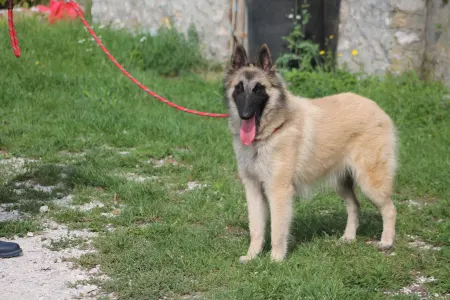 Belgian Shepherd Dog - Zsömi