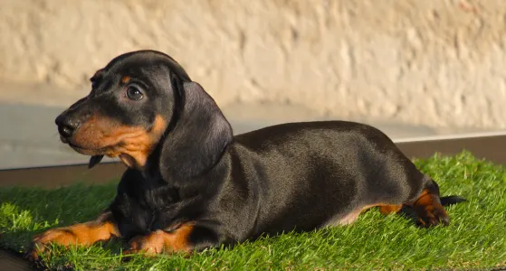 Dachshund - Oscar