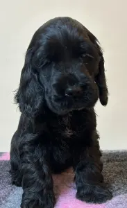 Cocker spaniel angielski - Demona