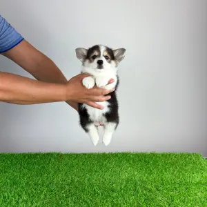 Welsh Corgi Pembroke - Corsa
