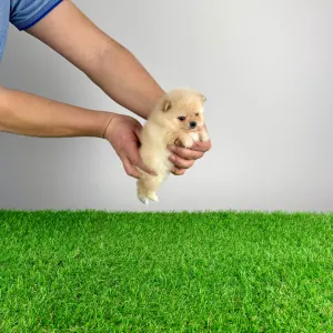 German Pomeranian Spitz - Unicorn