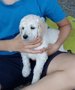 Caniche Grand - Miracoli Di Bramasole Agatha 