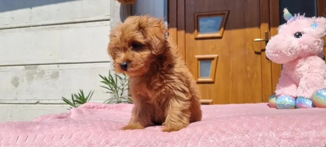 Maltipoo - Málna