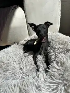 Olasz agár - Libero Lieto Italian Greyhound Kennel