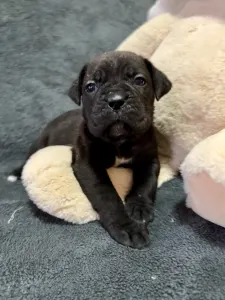 Cane Corso Italiano - Sonja