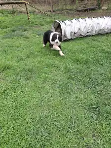 Border Collie - Ajax