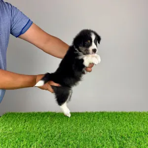 Australian Shepherd - Vectra 