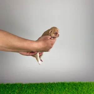 Chihuahua - Zimba