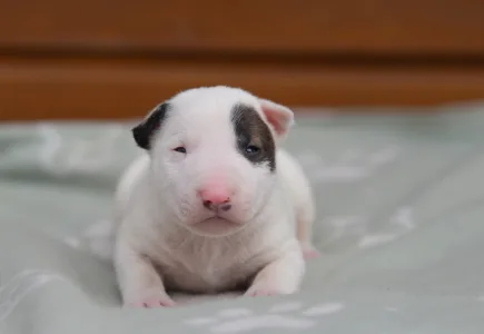 Miniatűr bullterrier - Lucas
