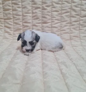 Havanese - Tina