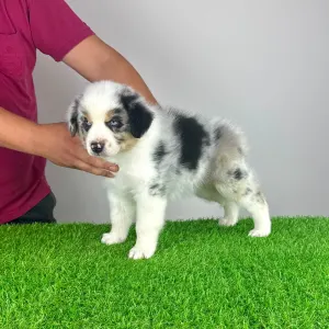 Australian Shepherd - Talizman