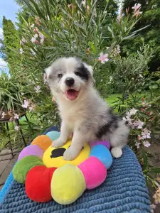 Border Collie - Gingers Heritage Despacito
