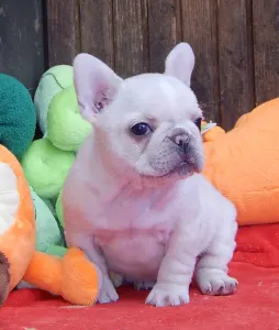 Francia bulldog - Enea