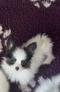 Papillon - Jean Pierre