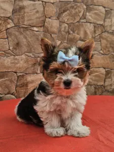 Biewer Terrier - Bubu