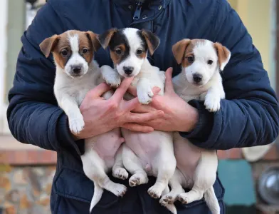 Jack Russell Terrier - Gold Leash Kennel