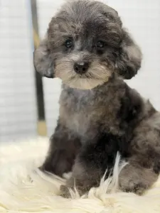 Barbone nano - Zsóka