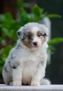 Australian Shepherd - Winstead Lively Gleam