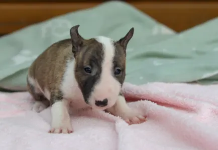 Bull terrier miniature - Kendy